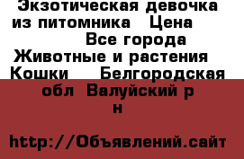 Экзотическая девочка из питомника › Цена ­ 25 000 - Все города Животные и растения » Кошки   . Белгородская обл.,Валуйский р-н